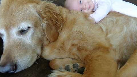                                                 dogs and babies make the best pair - Imgur