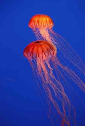 涼しくなるクラゲ画像