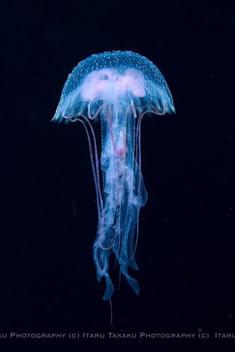 涼しくなるクラゲ画像