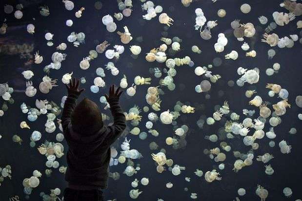 涼しくなるクラゲ画像