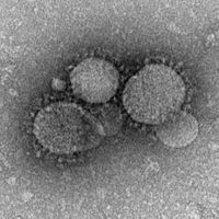 MERSコロナウイルス - Wikipedia
