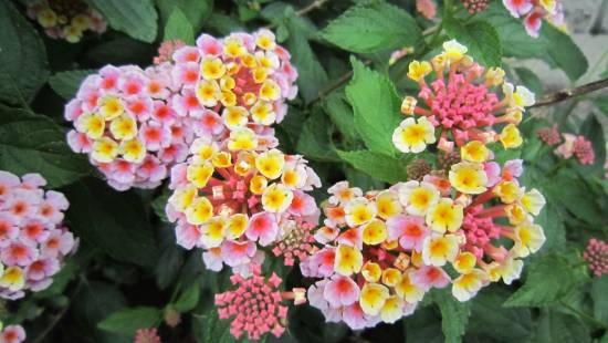 紫陽花の画像を貼るトピ