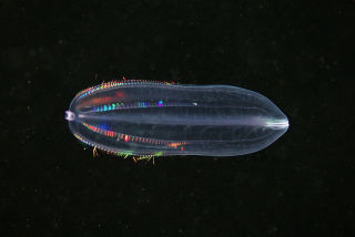 涼しくなるクラゲ画像