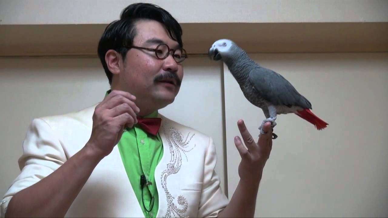 天才インコ　加藤君 - YouTube