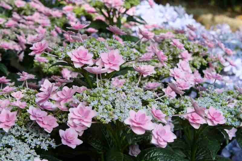 紫陽花の画像を貼るトピ