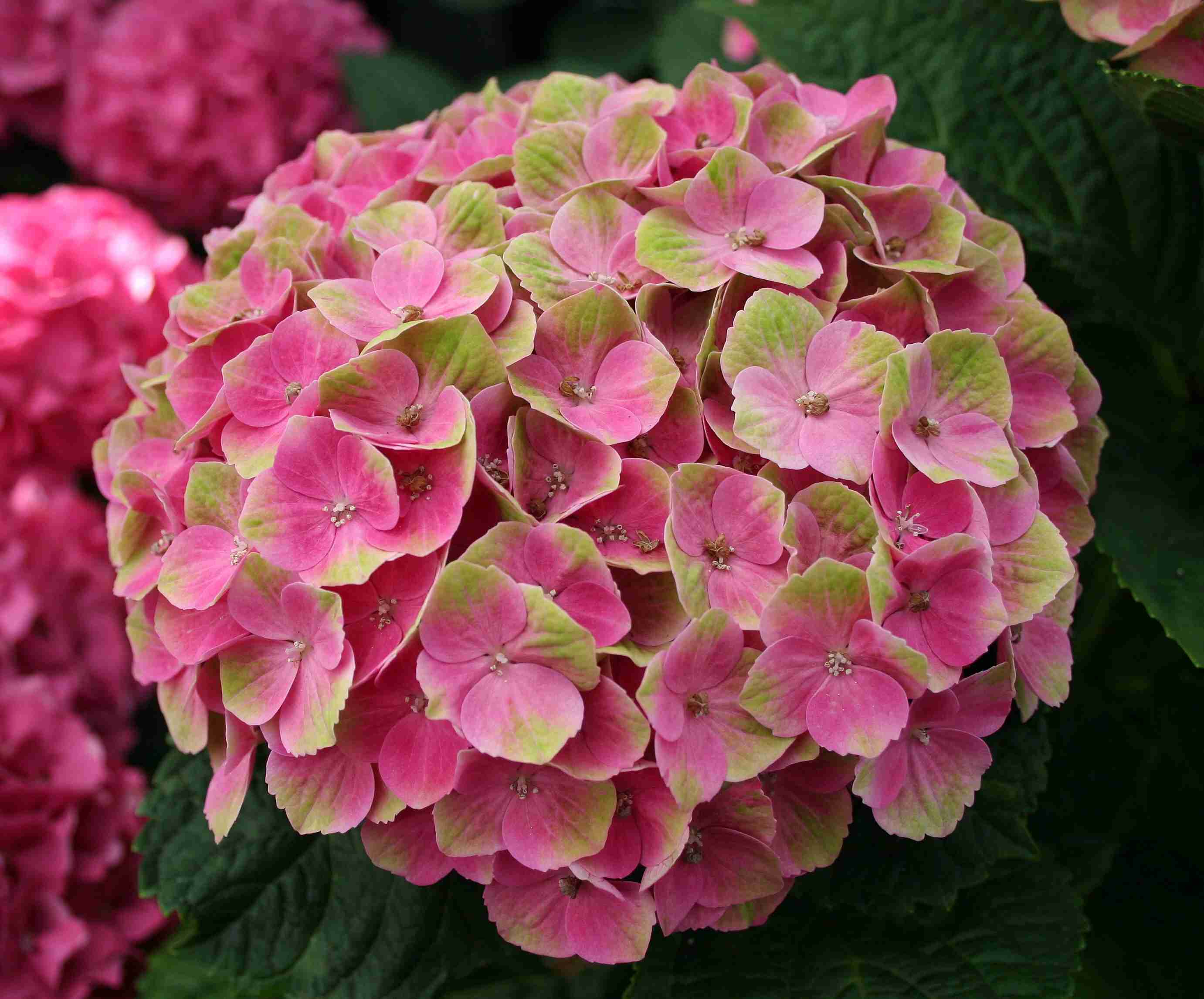 紫陽花の画像を貼るトピ