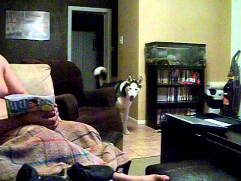 Dog afraid of Julia Roberts.AVI - YouTube
