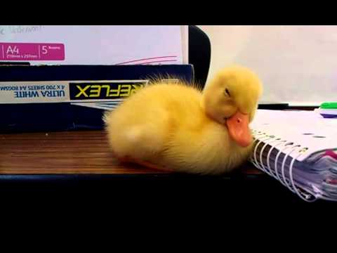 Baby Duck Can't Stay Awake - YouTube