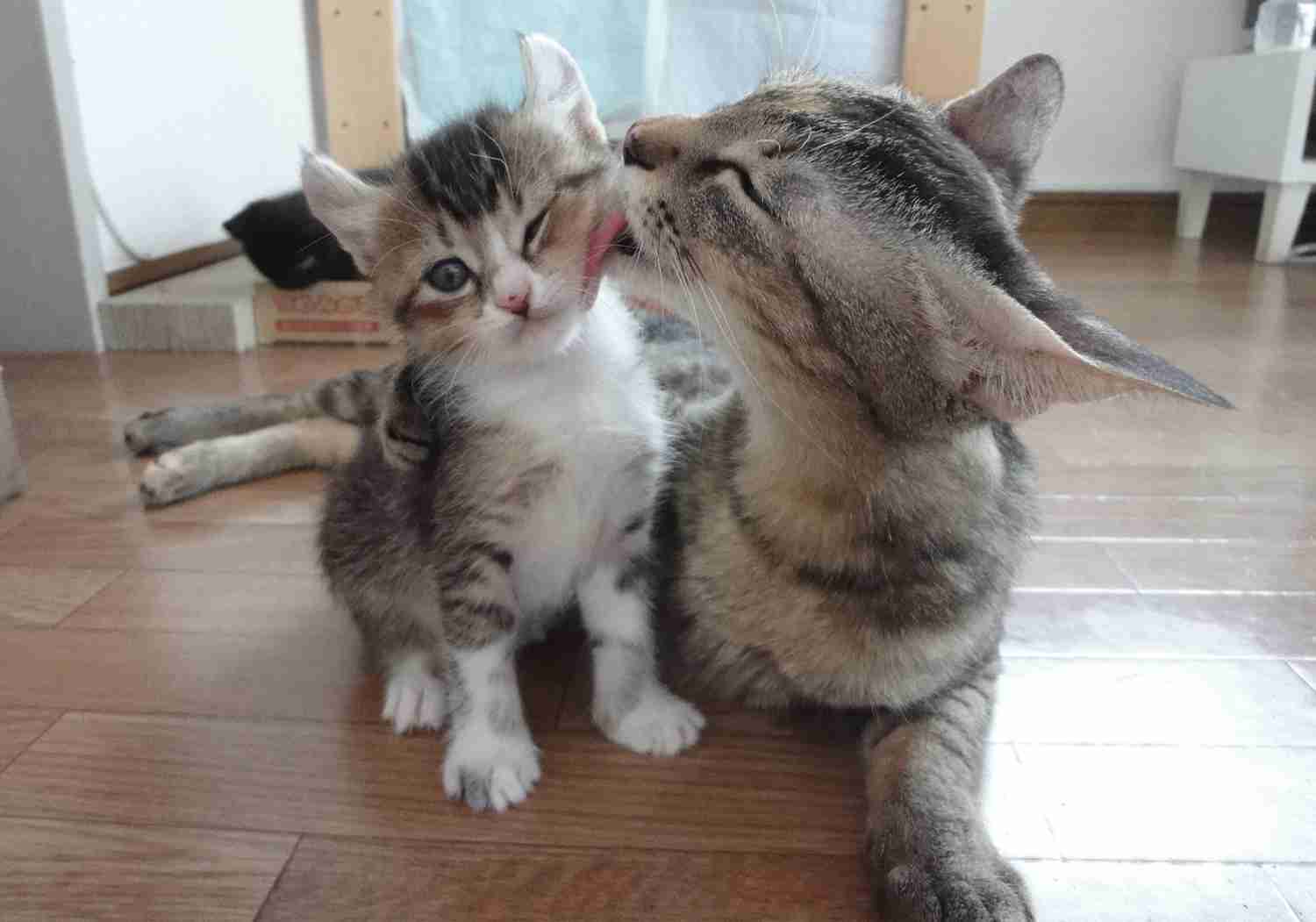 目覚めると左目が失明していた女性、原因は猫の唾液？