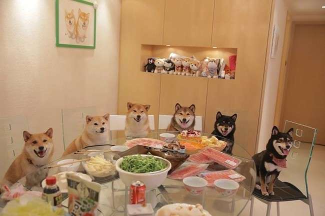 「僕ら、超ハッピーです！」柴犬たくさん家族の、あまりにも可愛い画像集！