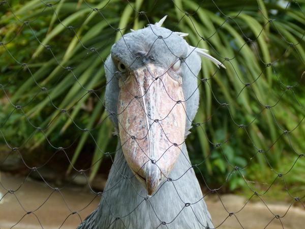 上野動物園がハシビロコウのウインク姿を公開→イケメンだと話題にｗ