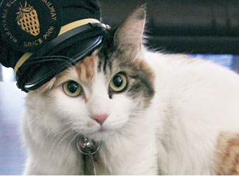 和歌山電鉄の名物三毛猫「たま駅長」が心不全で死去…16歳