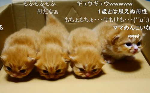 コッペパンみたいな子猫に悶絶「何このもふもふした超絶可愛い生き物」