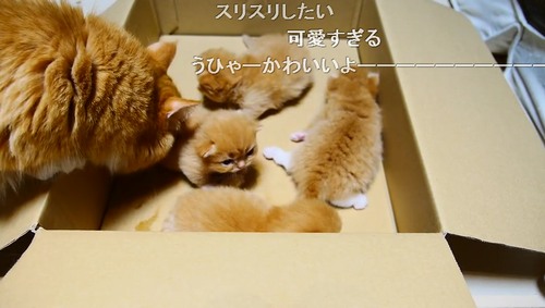 コッペパンみたいな子猫に悶絶「何このもふもふした超絶可愛い生き物」