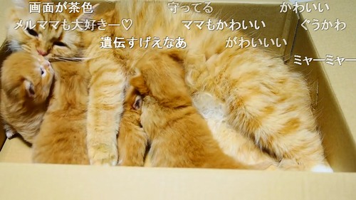 コッペパンみたいな子猫に悶絶「何このもふもふした超絶可愛い生き物」