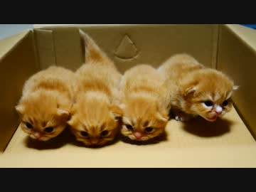 【マンチカンズ】もぞもぞ子猫と母猫の愛 ‐ ニコニコ動画:GINZA