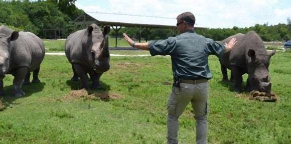 映画「ジュラシック・ワールド」の名シーンが、動物園の飼育員たちにより次々とコピーされる