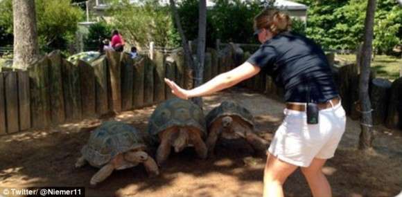 映画「ジュラシック・ワールド」の名シーンが、動物園の飼育員たちにより次々とコピーされる