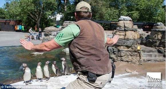 映画「ジュラシック・ワールド」の名シーンが、動物園の飼育員たちにより次々とコピーされる