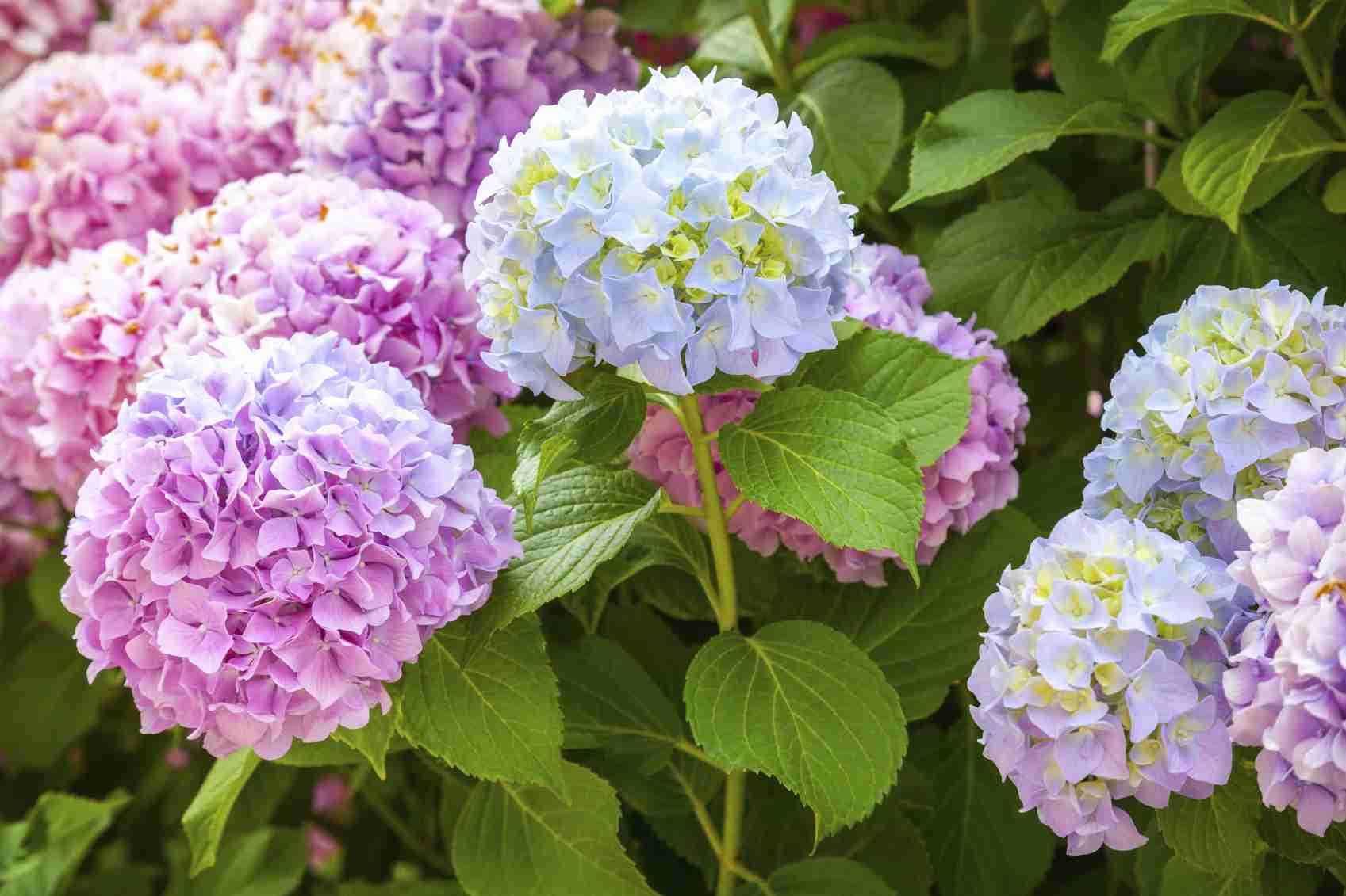 紫陽花の画像を貼るトピ