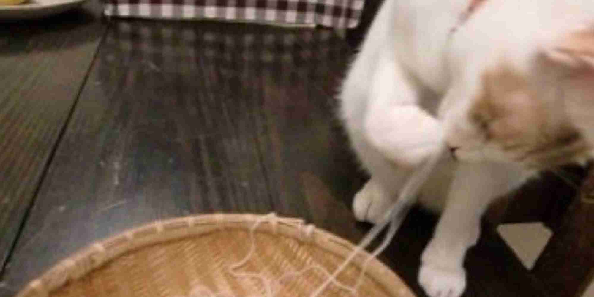夏を先取る素麺猫、パクチー要らぬと茶を所望&nbsp;|&nbsp;猫ジャーナル