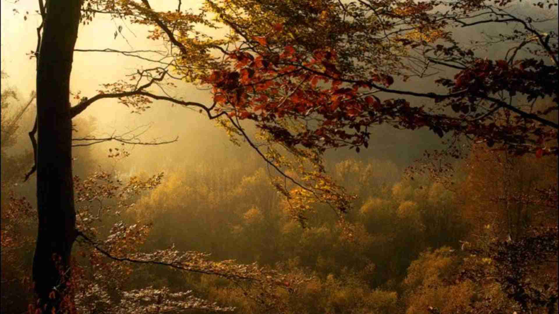 Frédéric Chopin - Prelude in E Minor Op. 28 No. 4 - YouTube