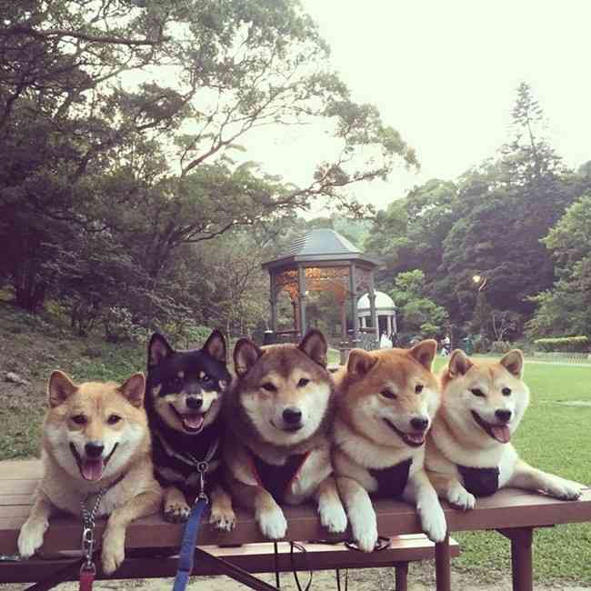 「僕ら、超ハッピーです！」柴犬たくさん家族の、あまりにも可愛い画像集！