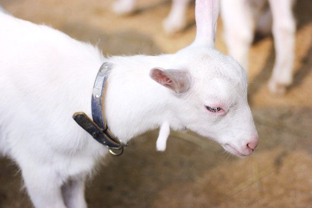 学校で生き物を飼っていましたか?