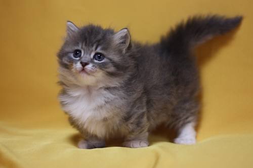 どんな種類の猫飼いたいですか?