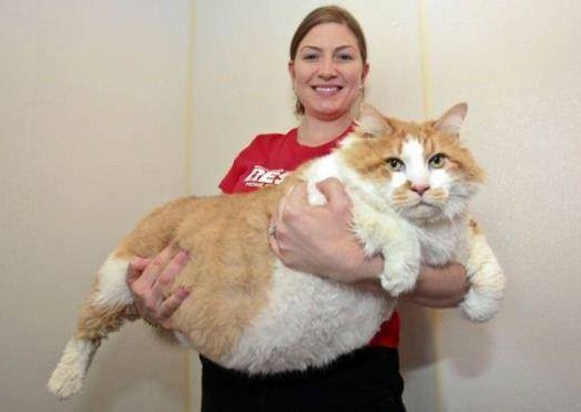 どんな種類の猫飼いたいですか?