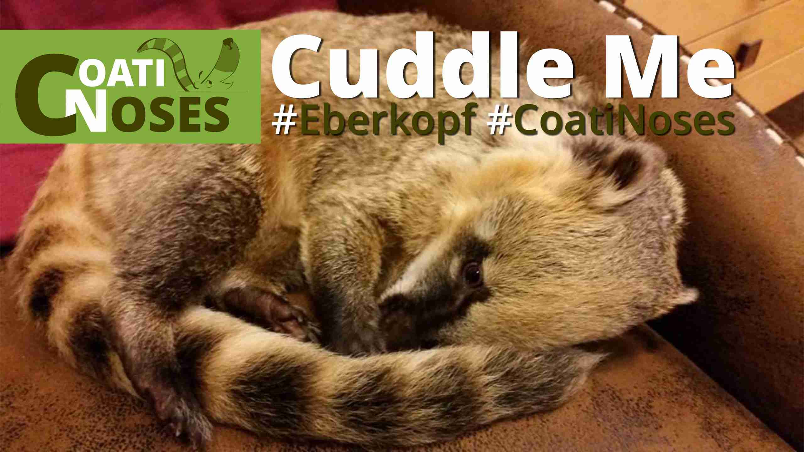 Elvis The Super Cute Coatimundi Wants Your Attention - YouTube