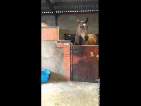 Horse thinks it's all about that bass. - YouTube