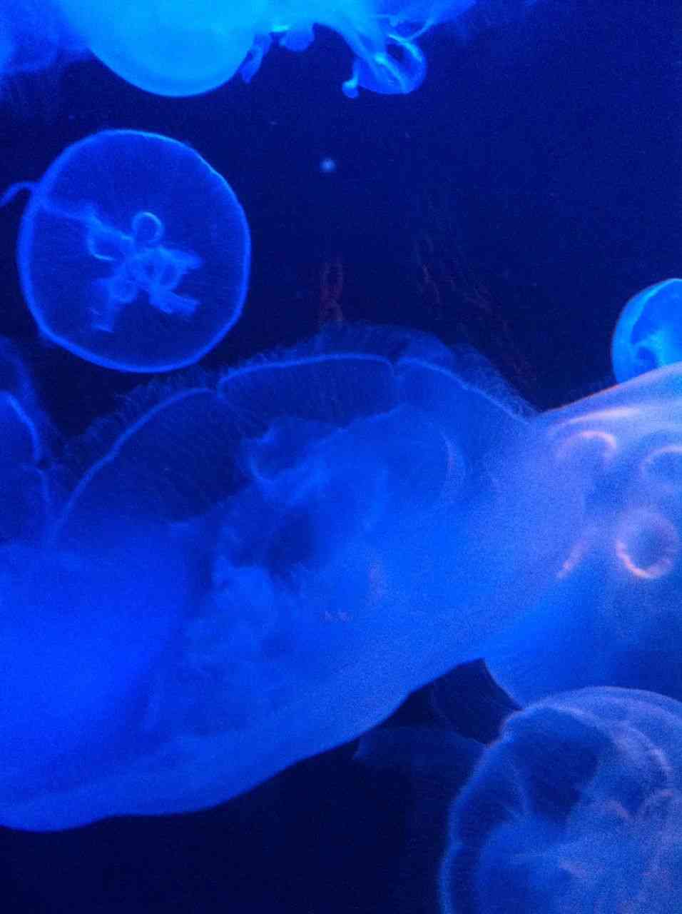 涼しくなるクラゲ画像