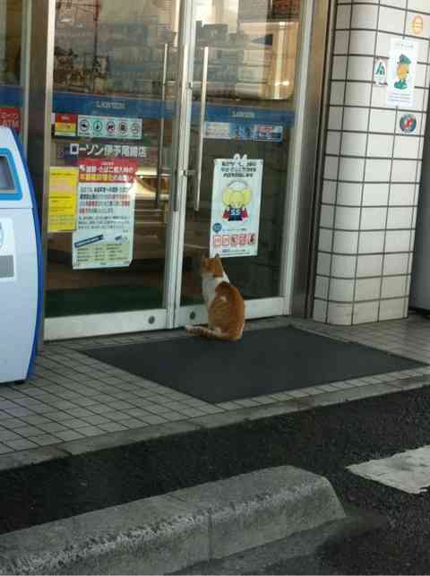 笑える動物の画像下さい（セリフ付き）