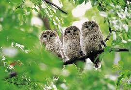 鳥の画像を貼っていく