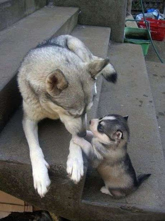 笑える動物の画像下さい（セリフ付き）