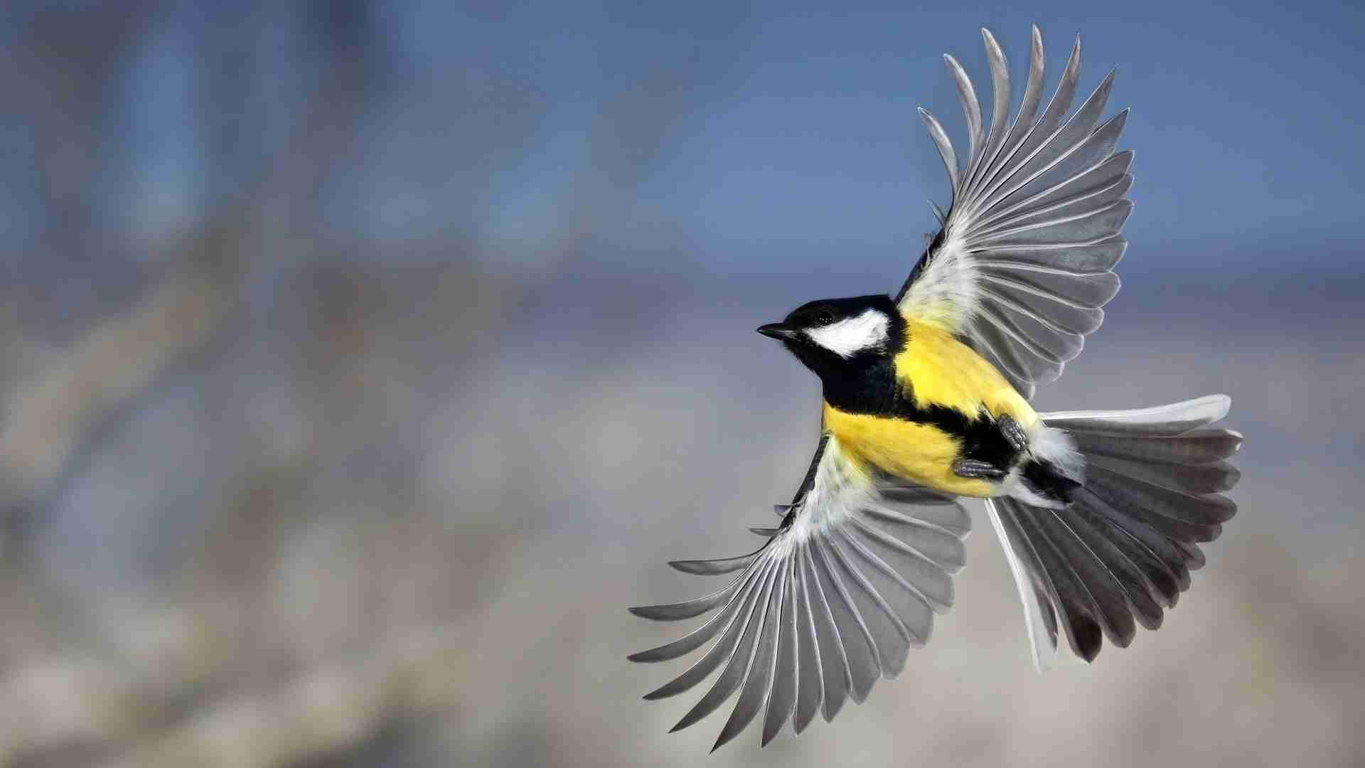 鳥の画像を貼っていく