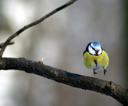 鳥の画像を貼っていく