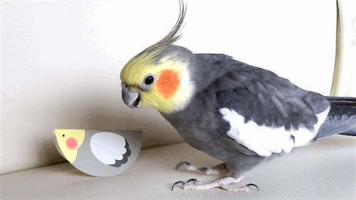 鳥の画像を貼っていく