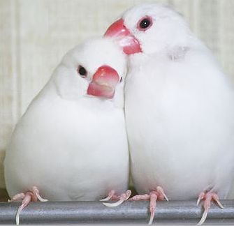 鳥の画像を貼っていく