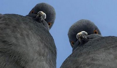 鳥の画像を貼っていく