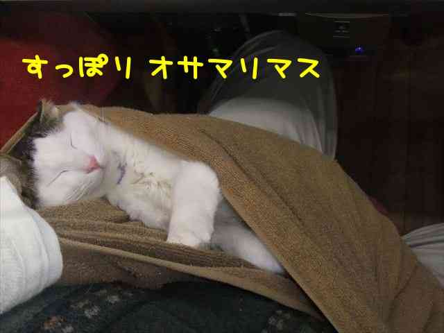 夏にオススメの抱っこひもはなんですか?