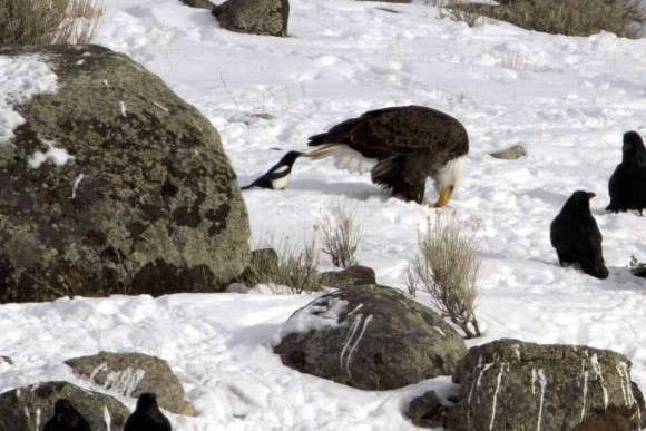 どんな動物でもカラス族にはかなわない。いきなり尻尾を引っ張られて弄ばれる動物たちの画像
