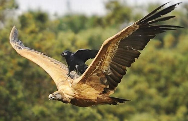 この横着者…カラスが自分で飛ばずにワシの背中に乗って飛ぶ