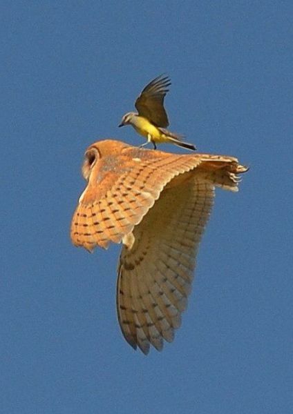 この横着者…カラスが自分で飛ばずにワシの背中に乗って飛ぶ