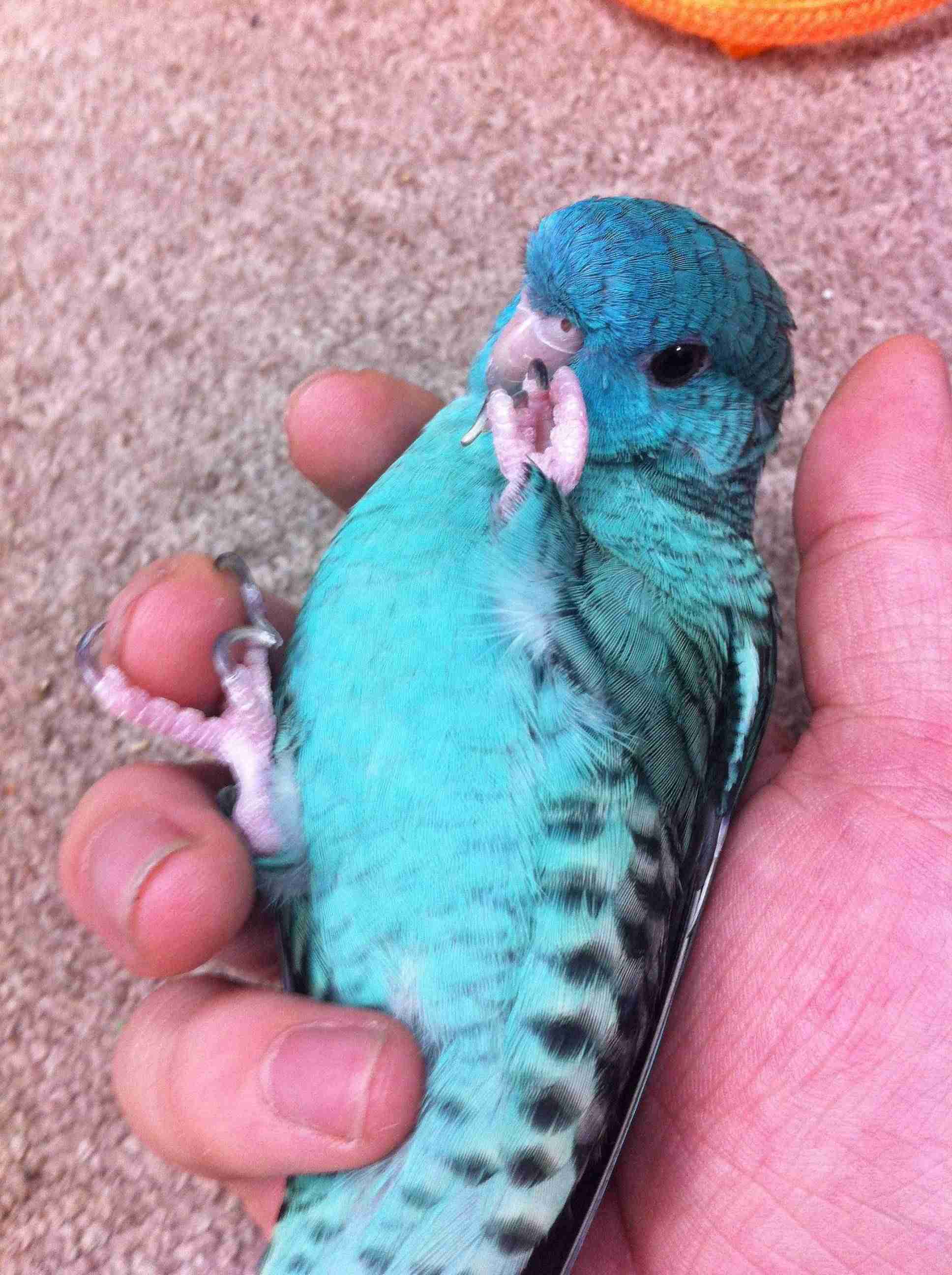 鳥の画像を貼っていく