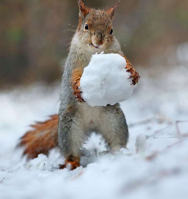 雪景色の写真を見て涼むトピ