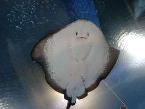 動物園、水族館でのお目当て。