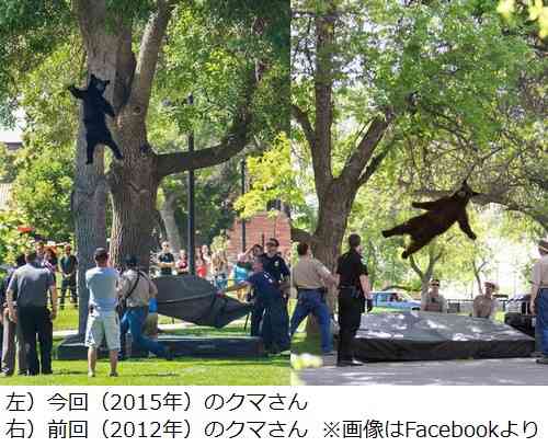 “今季最高のクマ写真”が人気、大学に出現「フォーリン・ベアー2.0」。 | Narinari.com