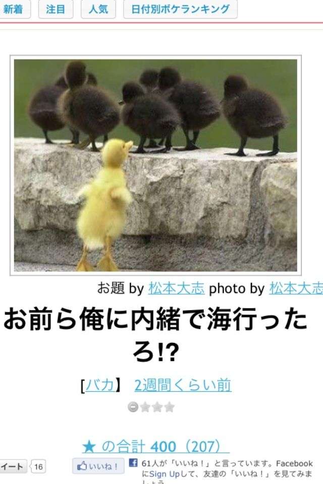 鳥の画像を貼っていく